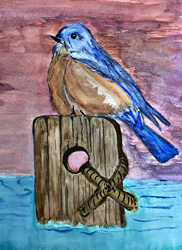 Perching Bluebird